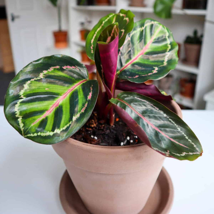 Peacock Plant