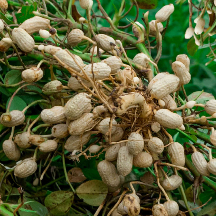 Peanut plant