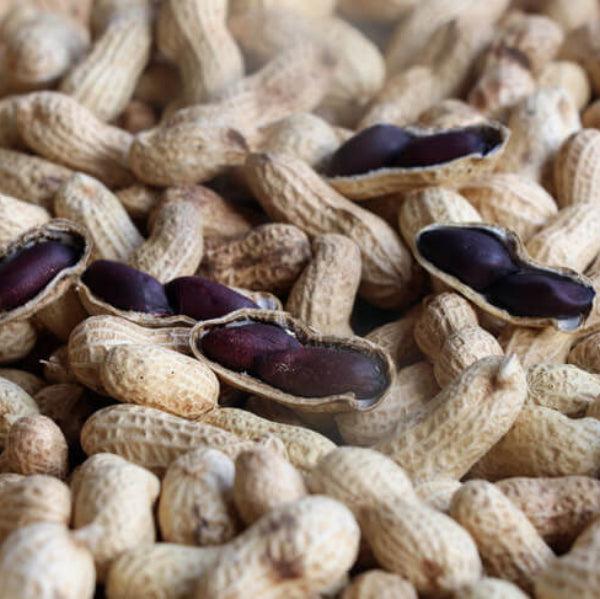 Brown Shell Peanut plant