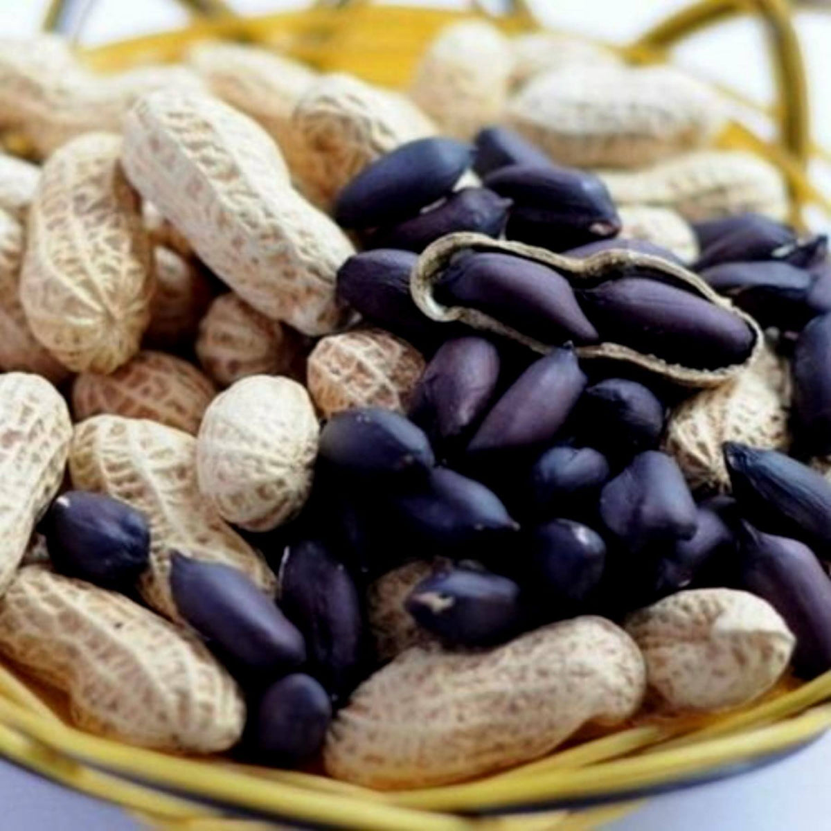 Black Peanut plant