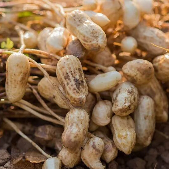 Peanut Crop plant