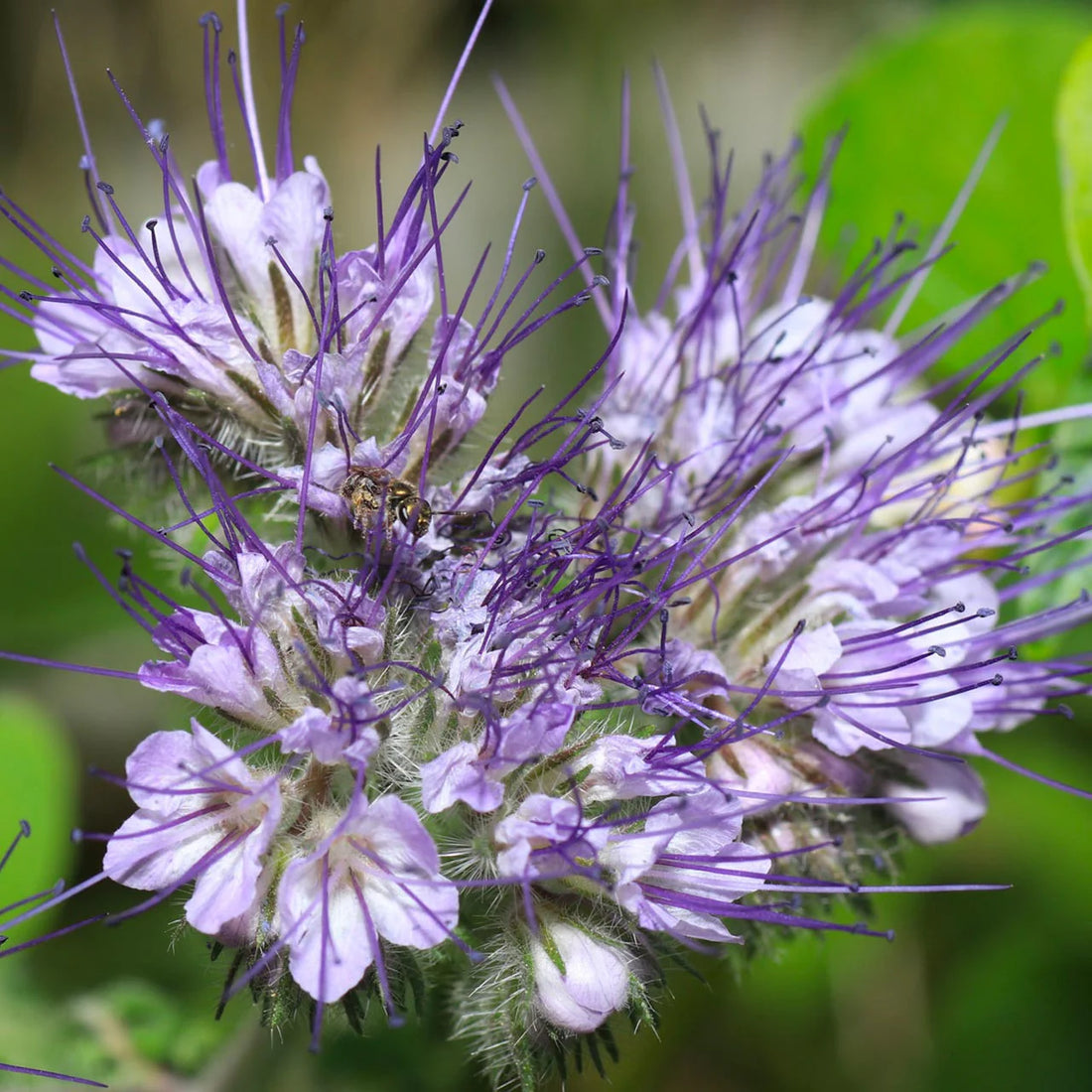 Purple Pulegium flower seeds