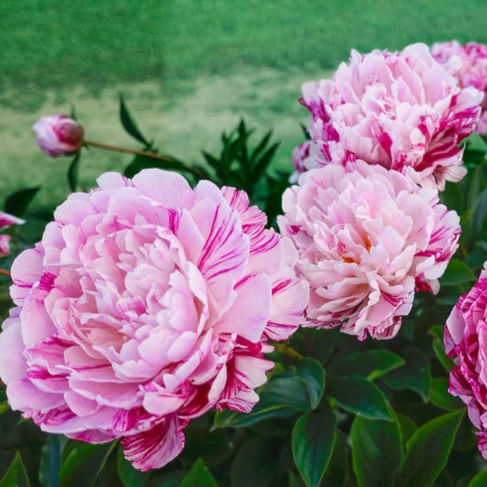 Candy Stripe Peony plant