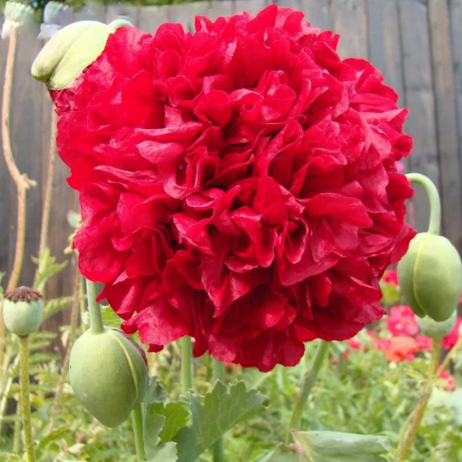 Red Peony plant