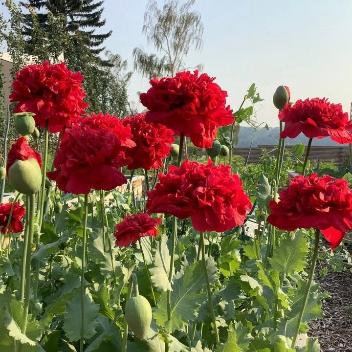 Red Peony plant