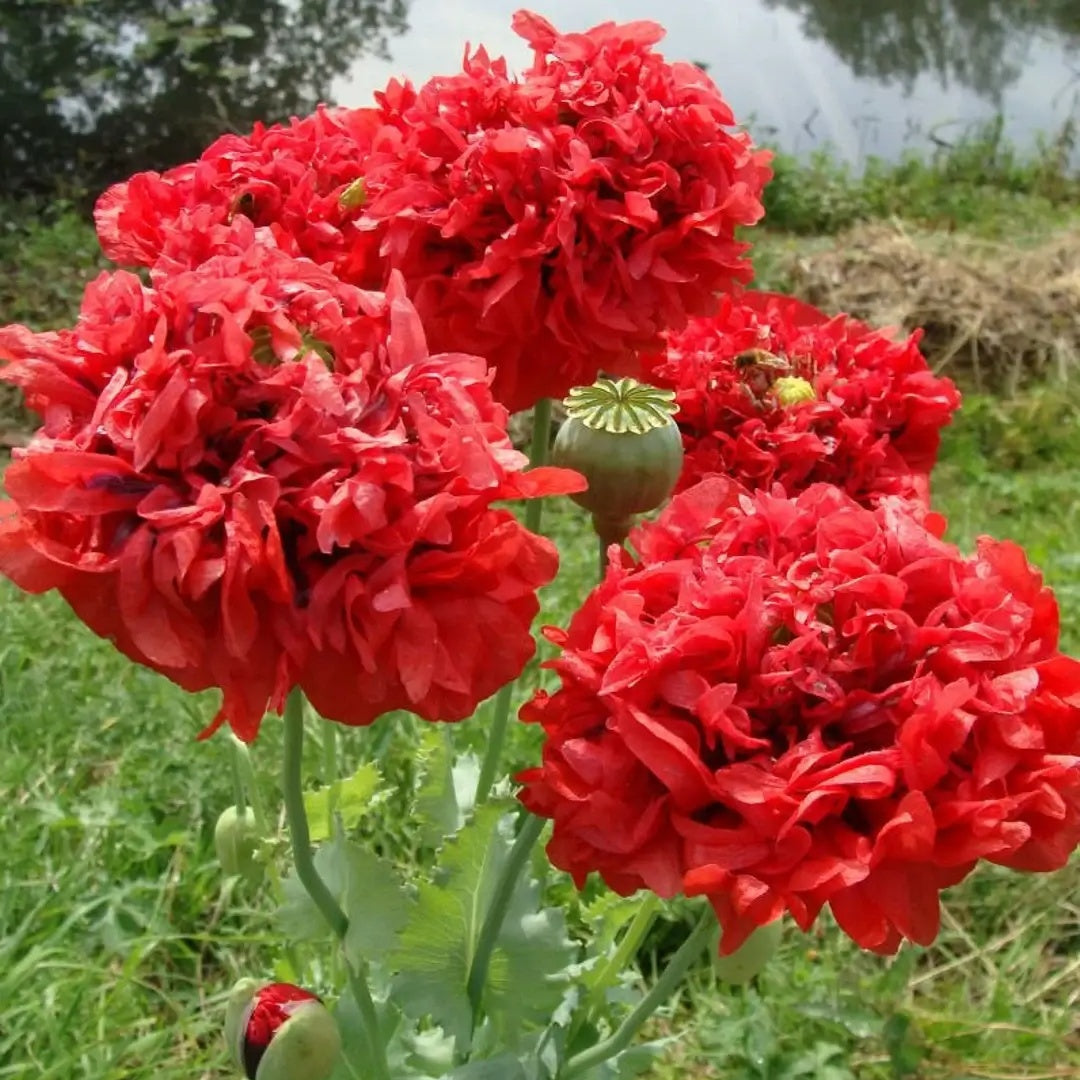 Red Peony plant