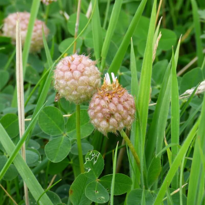 Clover Lawn Mix plant