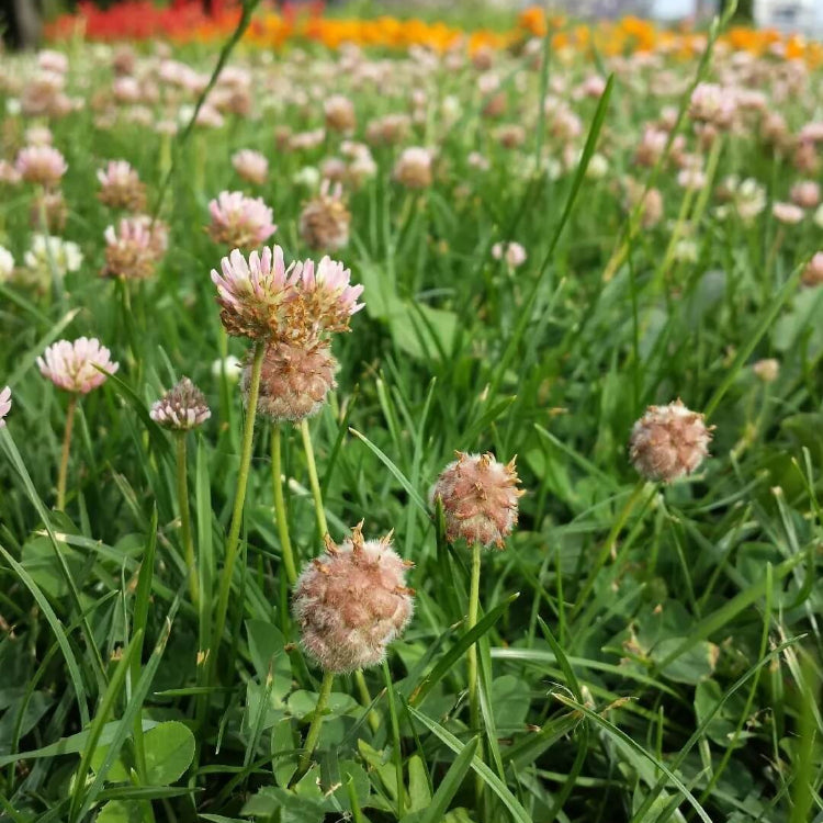 Clover Lawn Mix plant