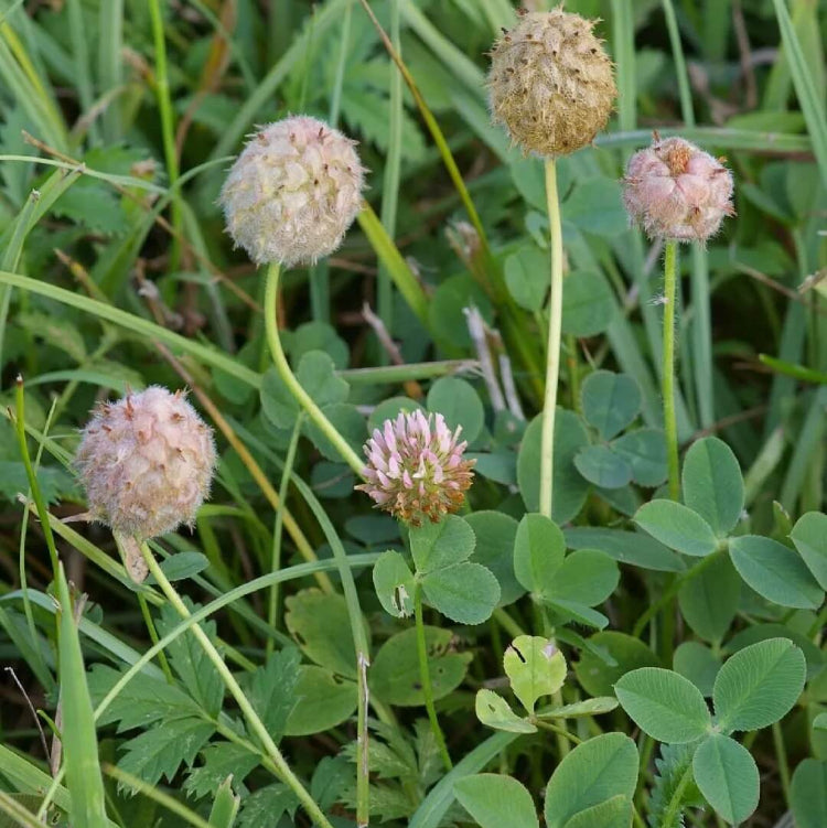 Clover Lawn Mix plant