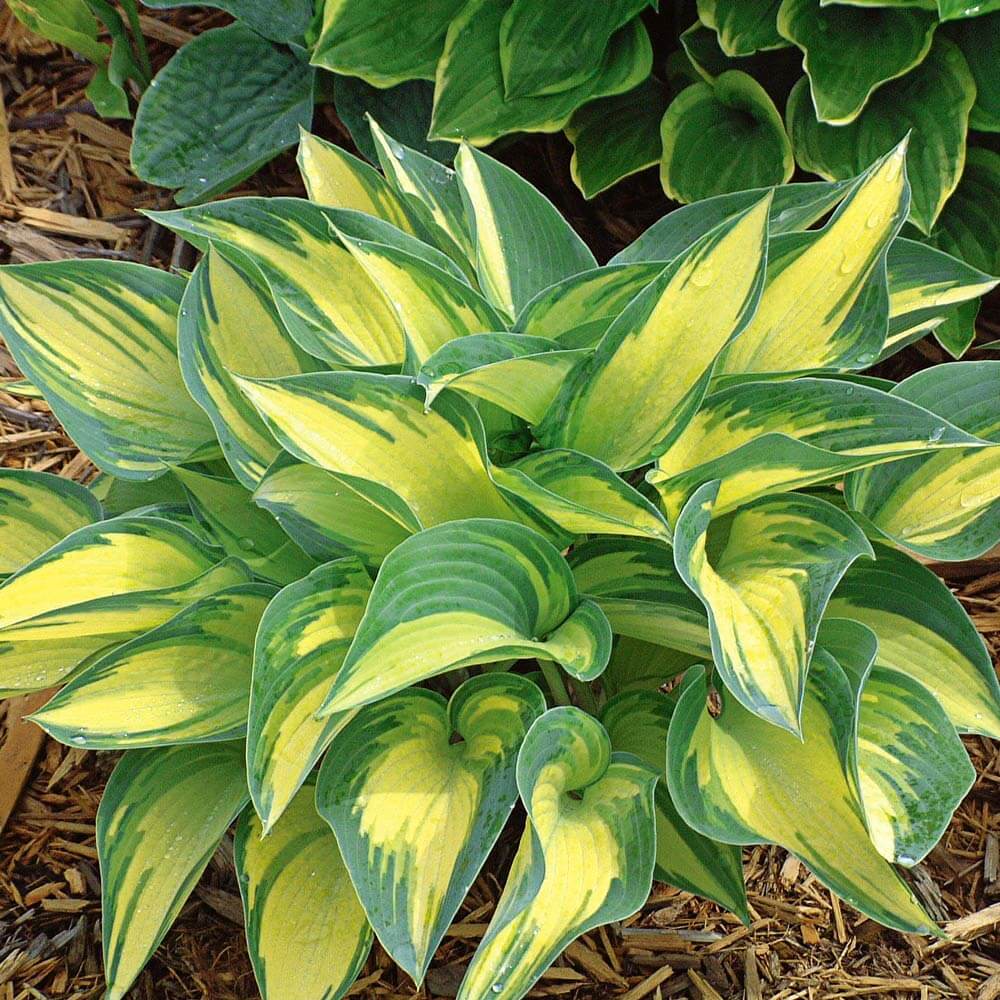 Perennial Shade plant