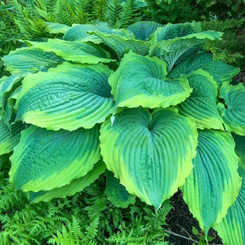 Perennial Shade plant