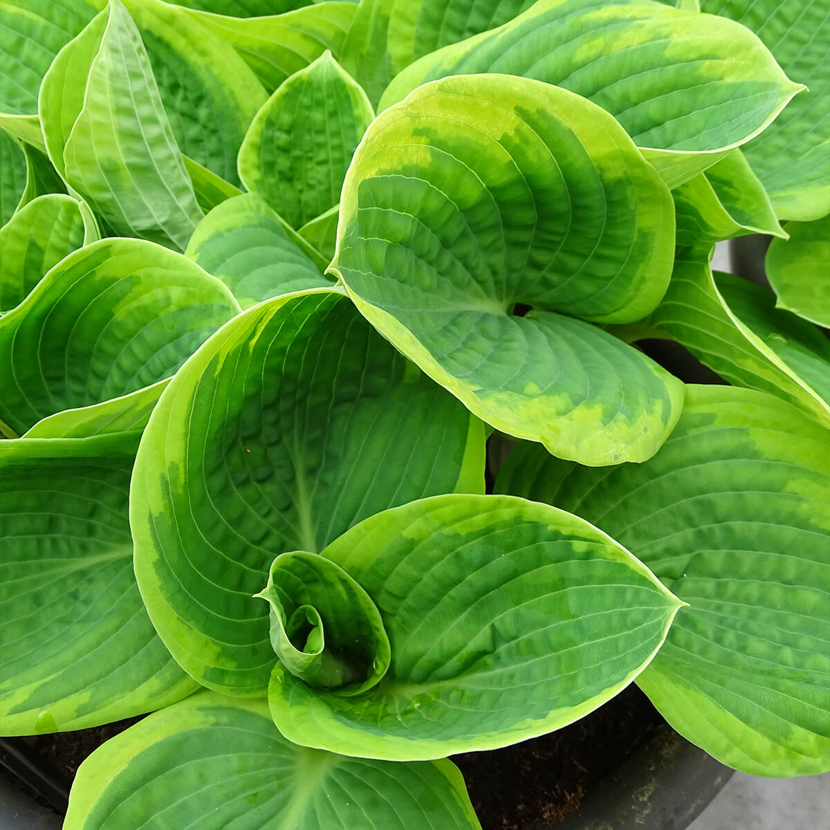 Perennial Shade plant