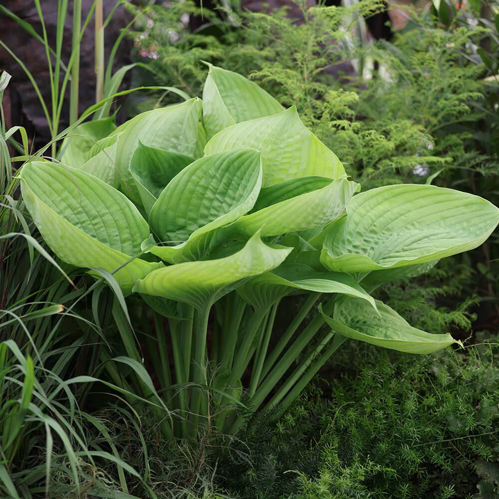 Perennial Shade plant