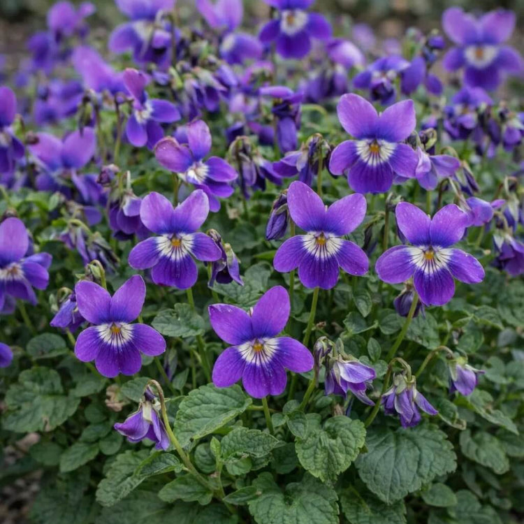 Perennial Violet plant