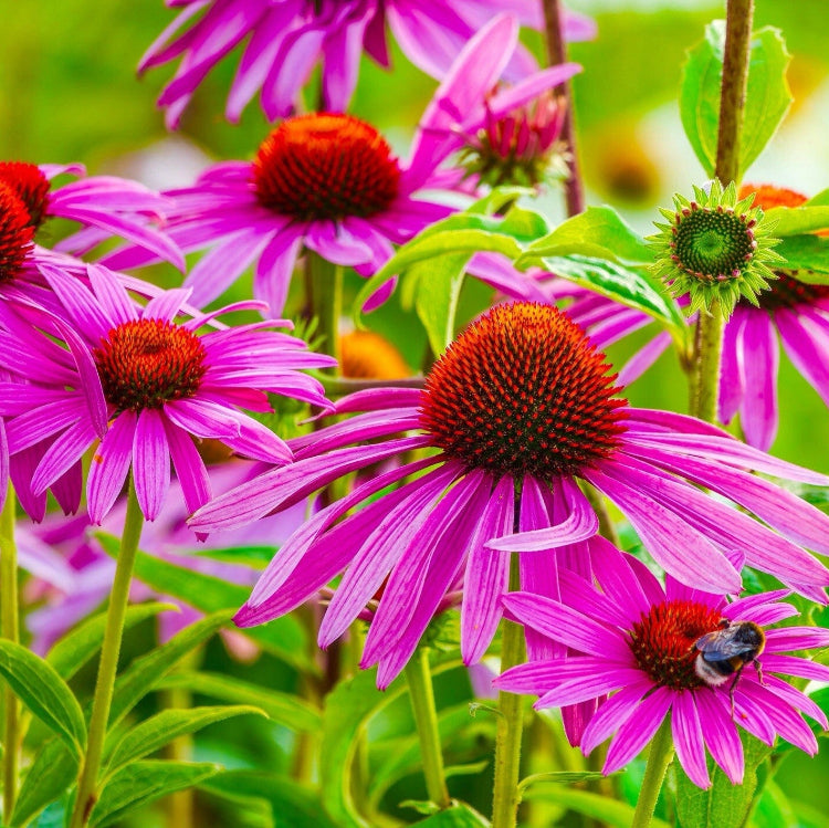 for Tea Echinacea plant