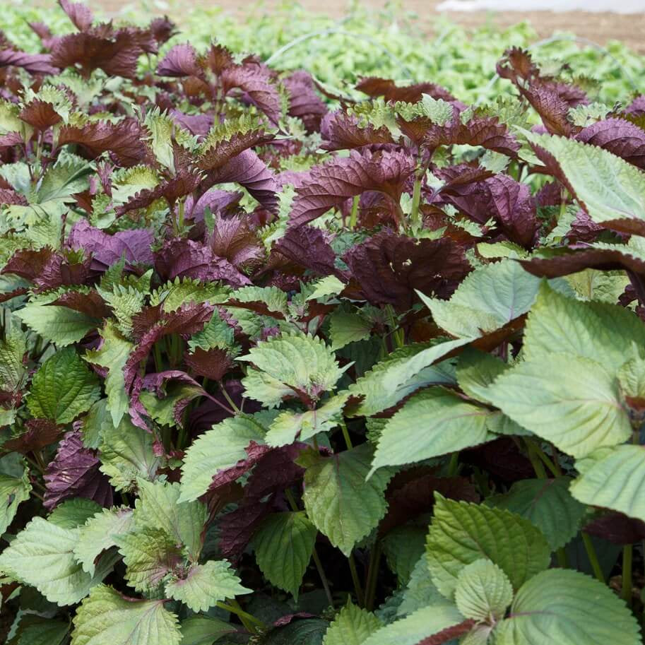 Perilla plant