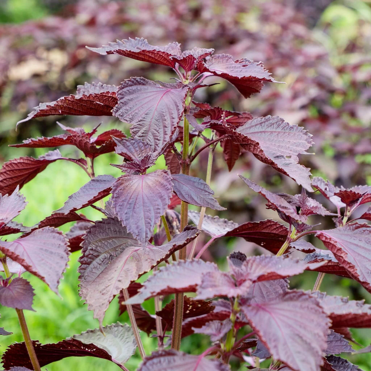 Perilla plant