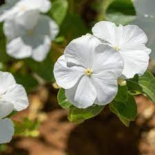 Periwinkle plant