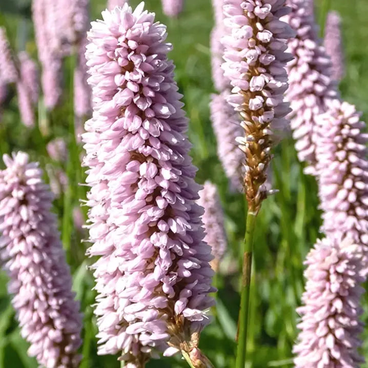Pink Polygonum flower seeds