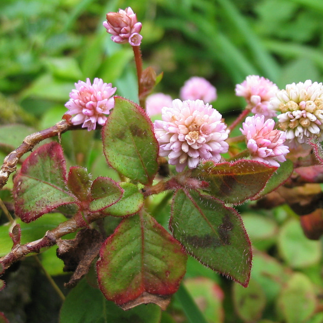 Capitata flower seeds