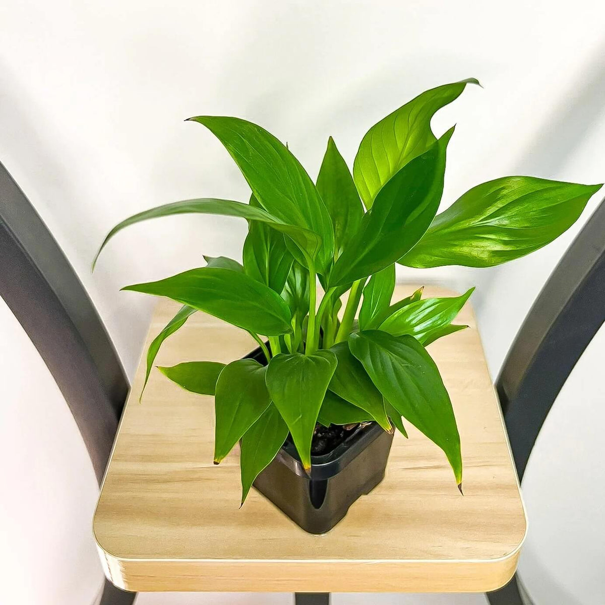 Petite Peace Lily plant