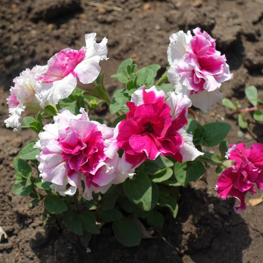 Pelleted flower seeds