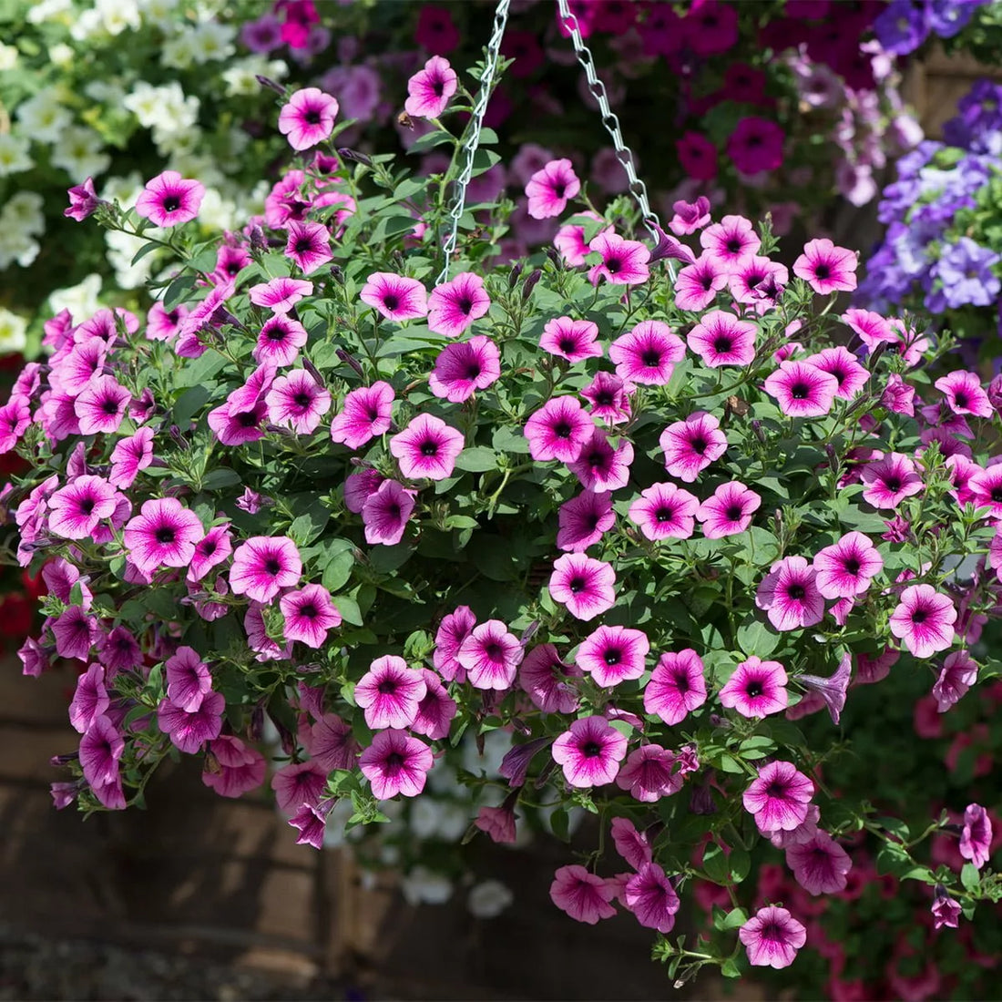 Pink Purple flower seeds