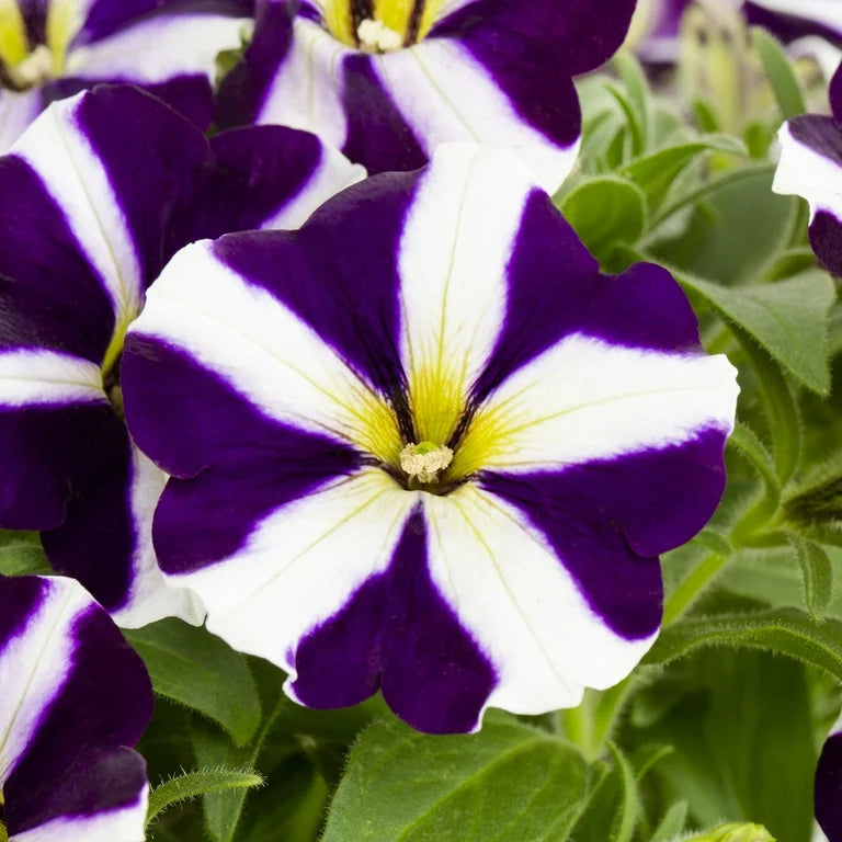 White Petunia flower seeds