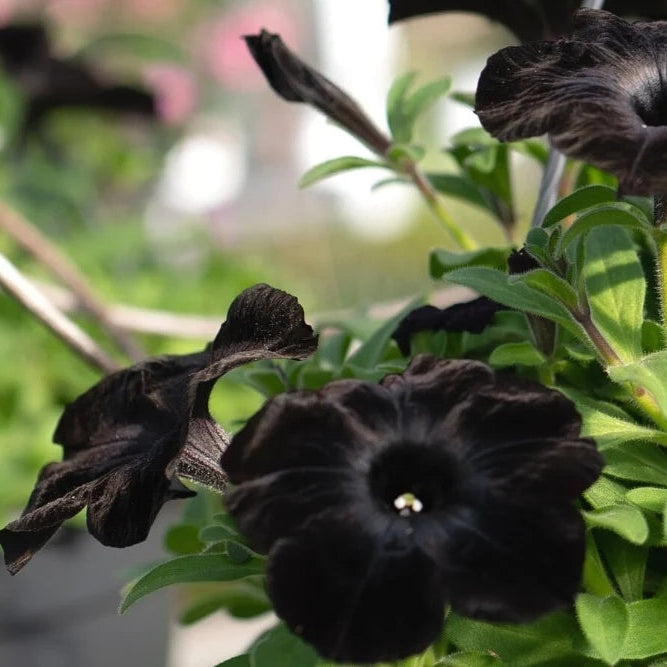 Black Petunias plant