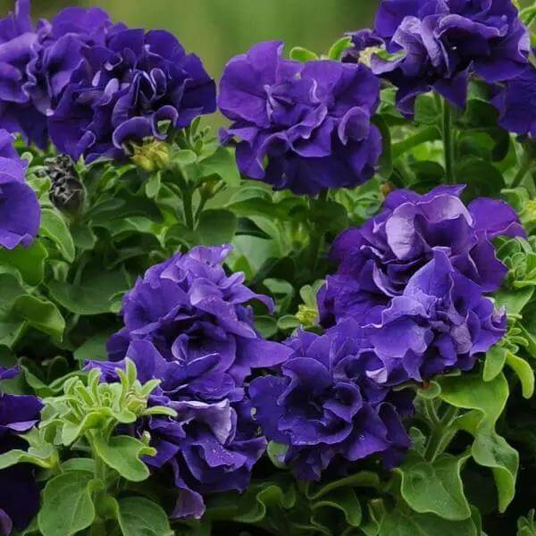 Blue Double petunia plant