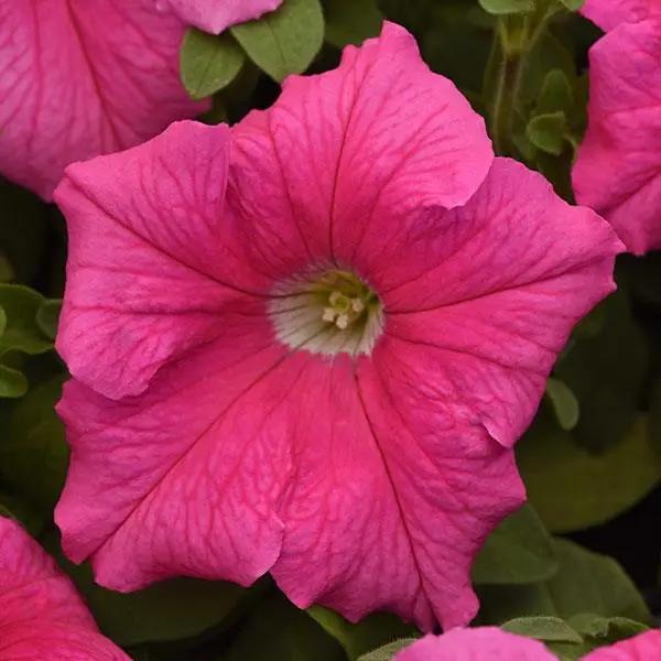 Pink And flower seeds