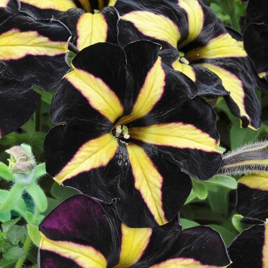 Black Yellow Petunia plant