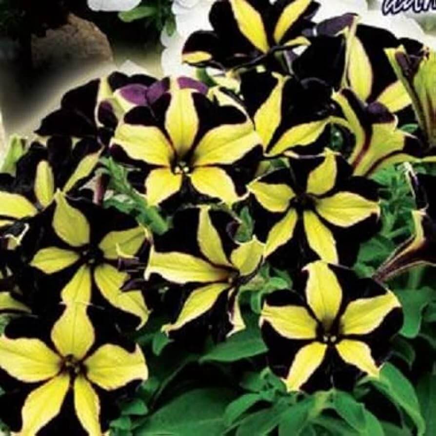 Black Yellow Petunia plant