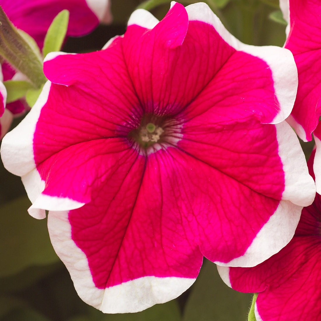 Red Hulahoop flower seeds