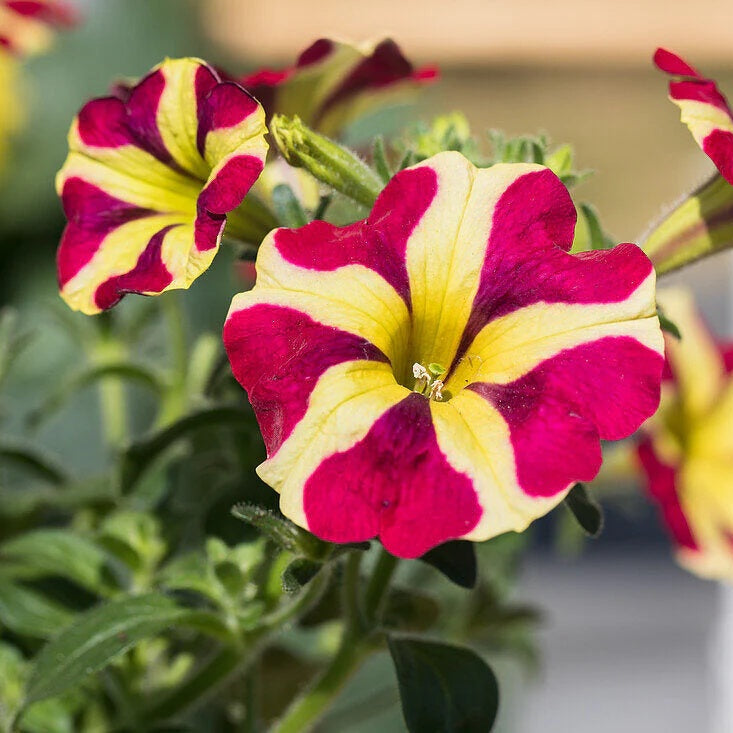 & Yellow Petunia plant