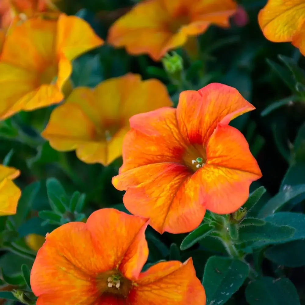 Orange Petunia plant