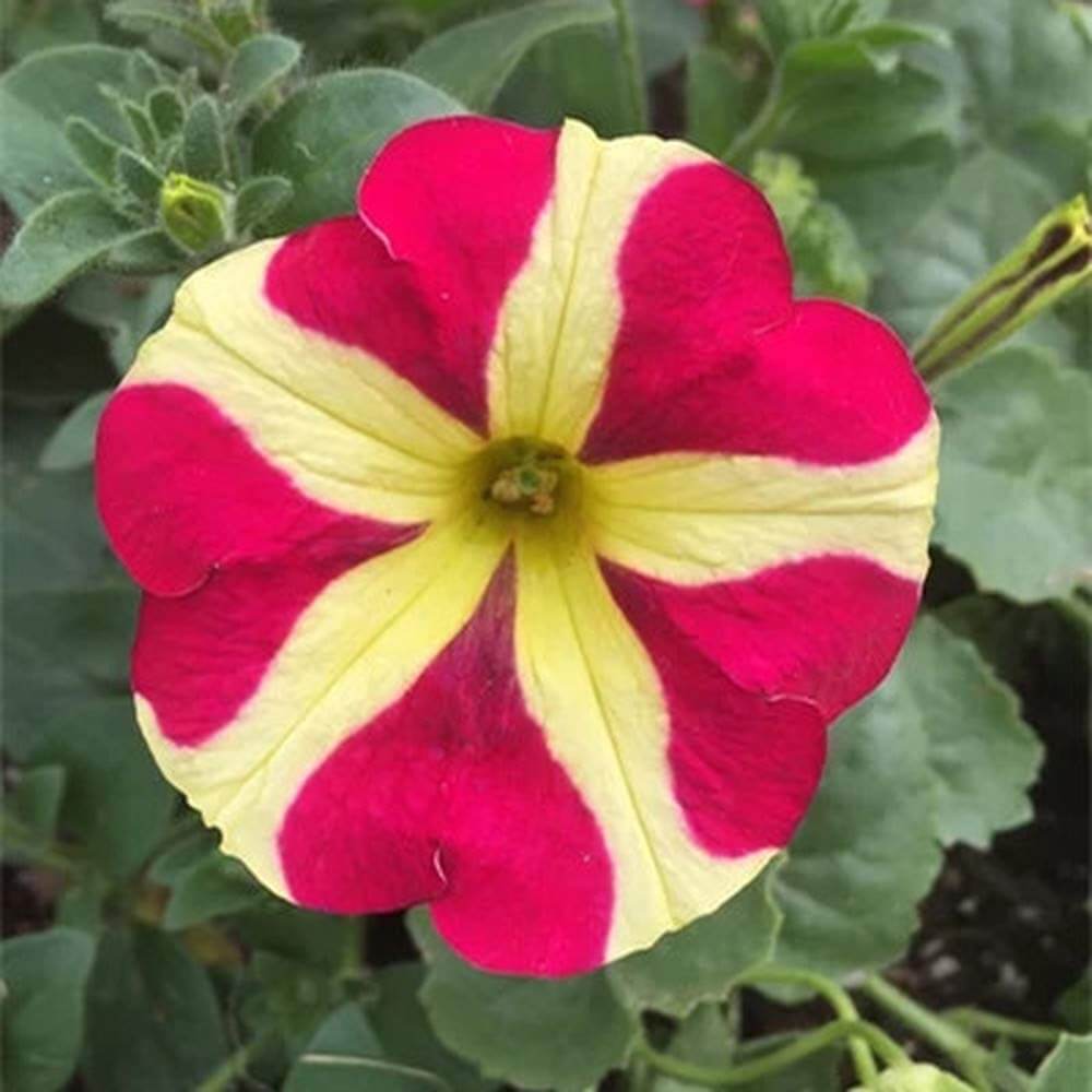 & Yellow Petunia plant