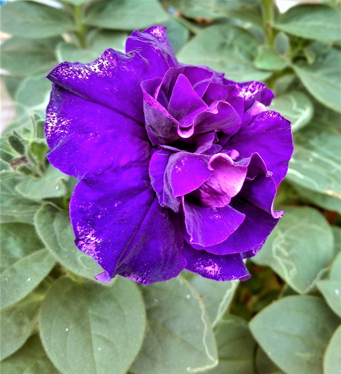 Double Violet flower seeds