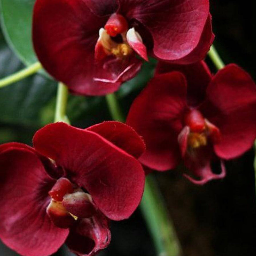 Red Phalaenopsis Orchid plant