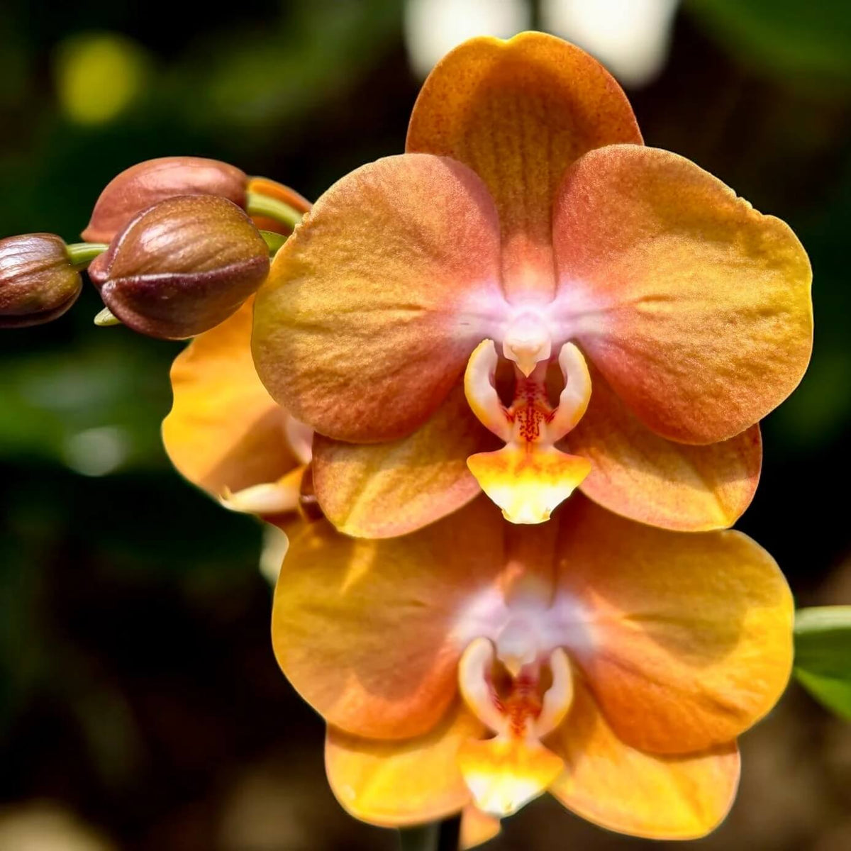 Orange Phalaenopsis Orchid plant