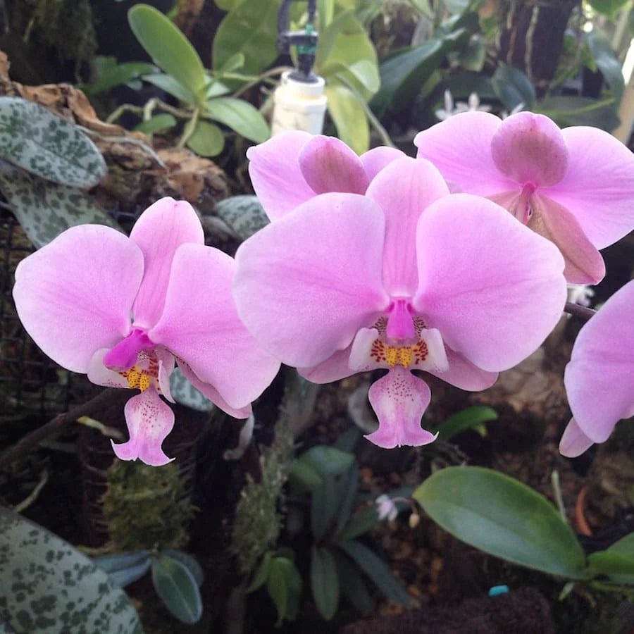 Pink Butterfly flower seeds
