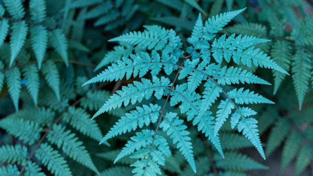 Sky Blue flower seeds