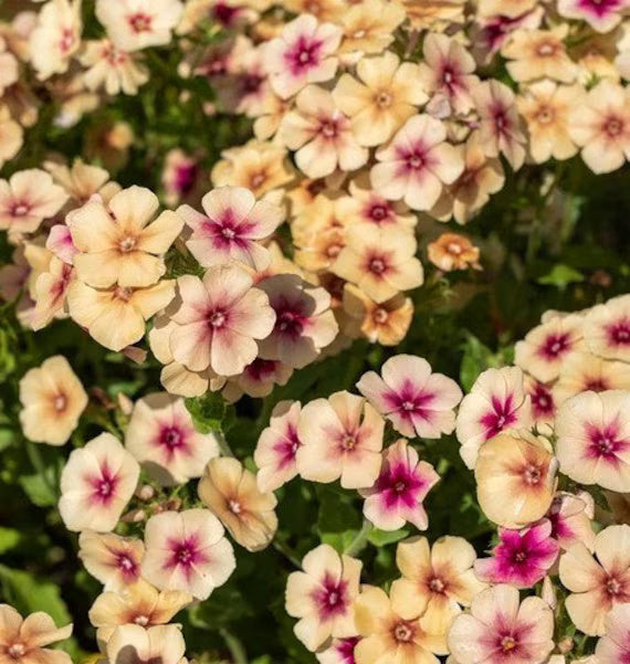 Cherry Caramel Phlox plant