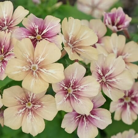 Crème Brulee Phlox plant
