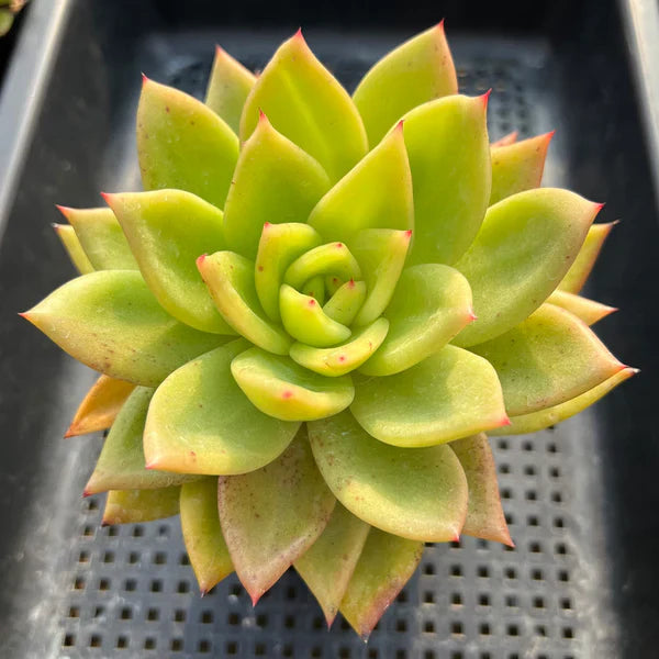 Yellow Green flower seeds