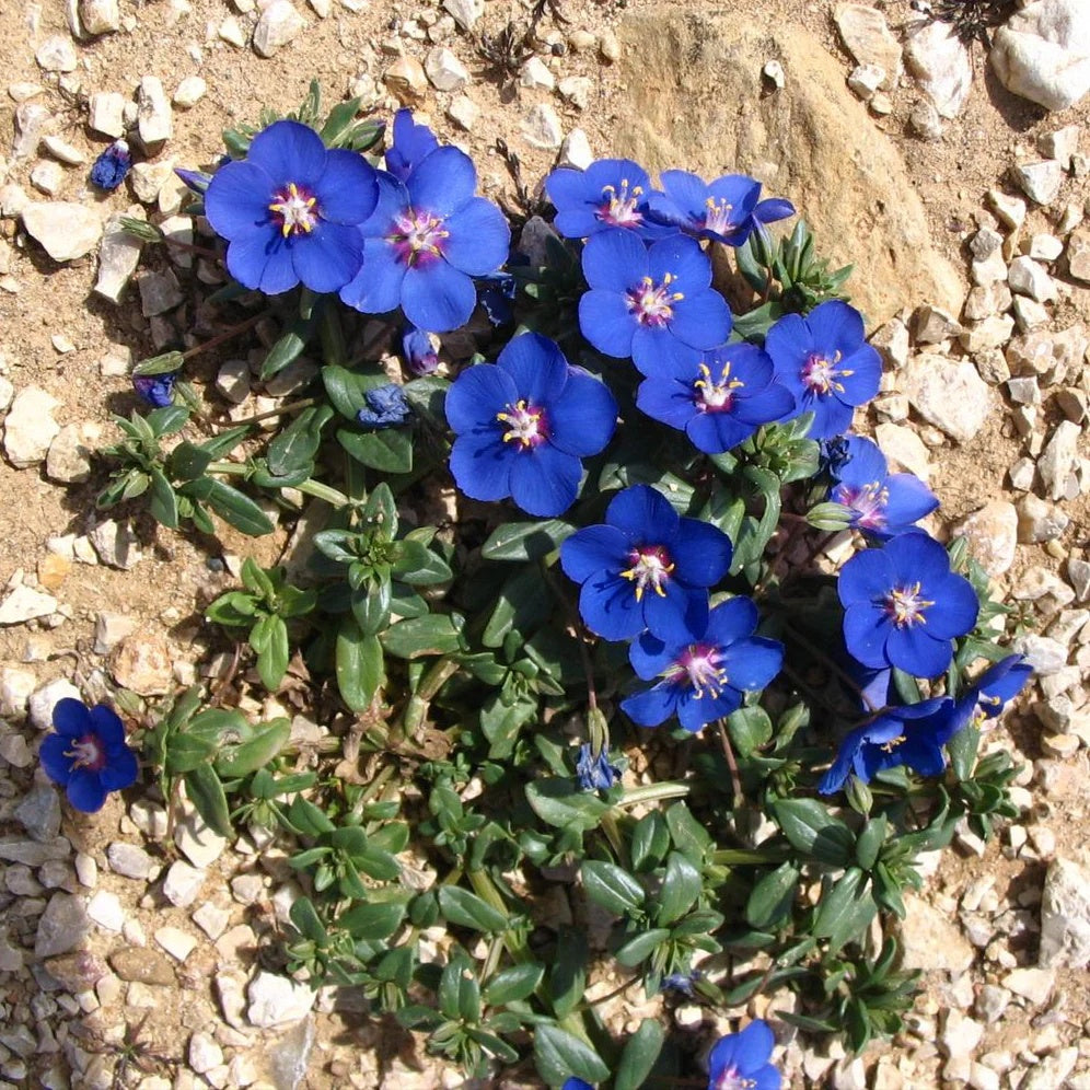 Blue Pimpernel plant