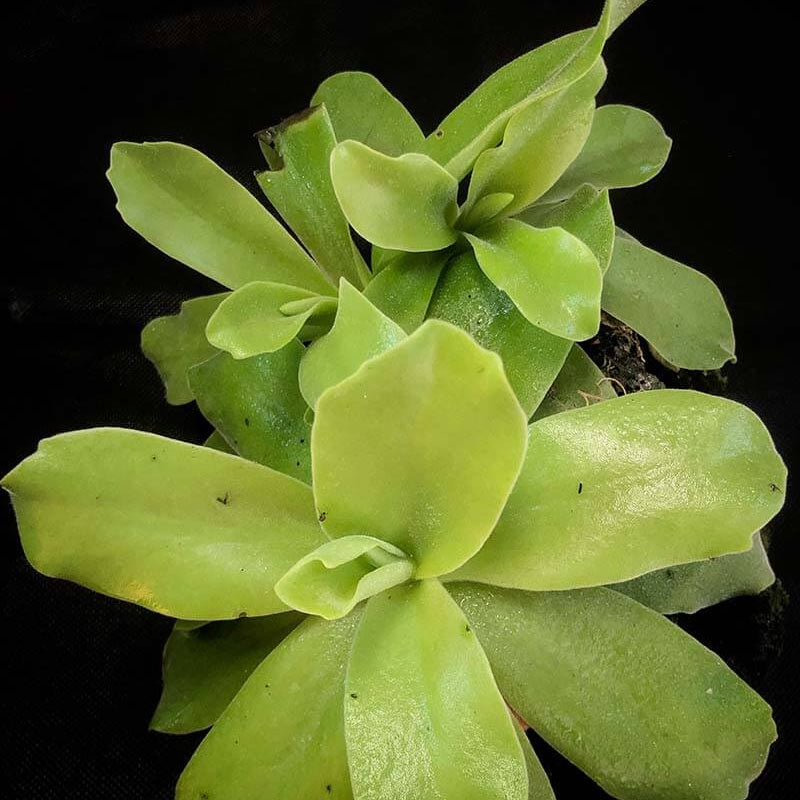 Giant Butterwort plant