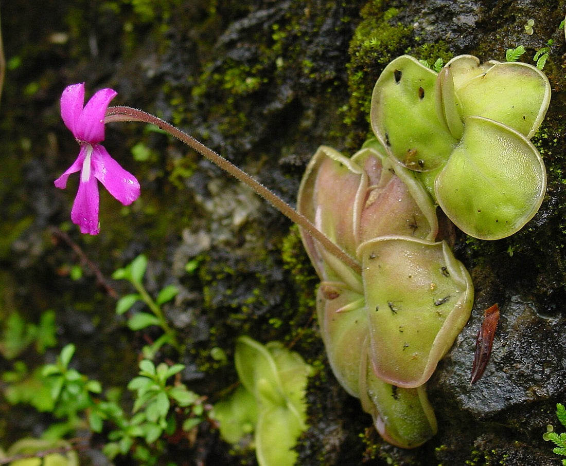 Butterwort Carnivorous flower seeds