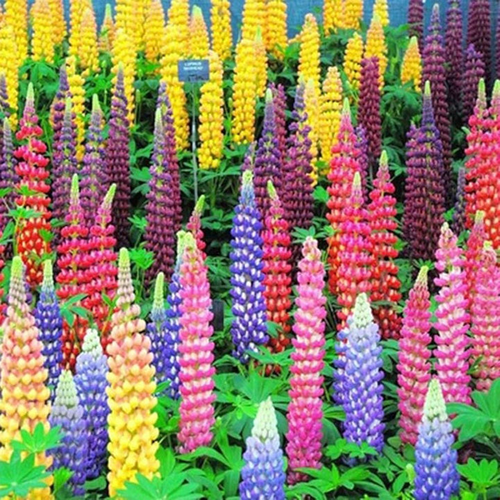 Pink Lupine flower seeds
