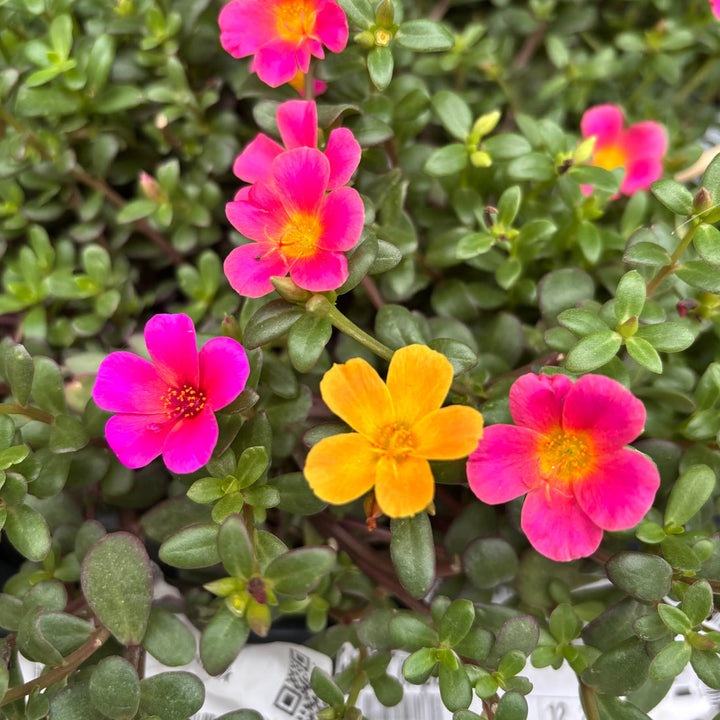 Pink Portulaca flower seeds